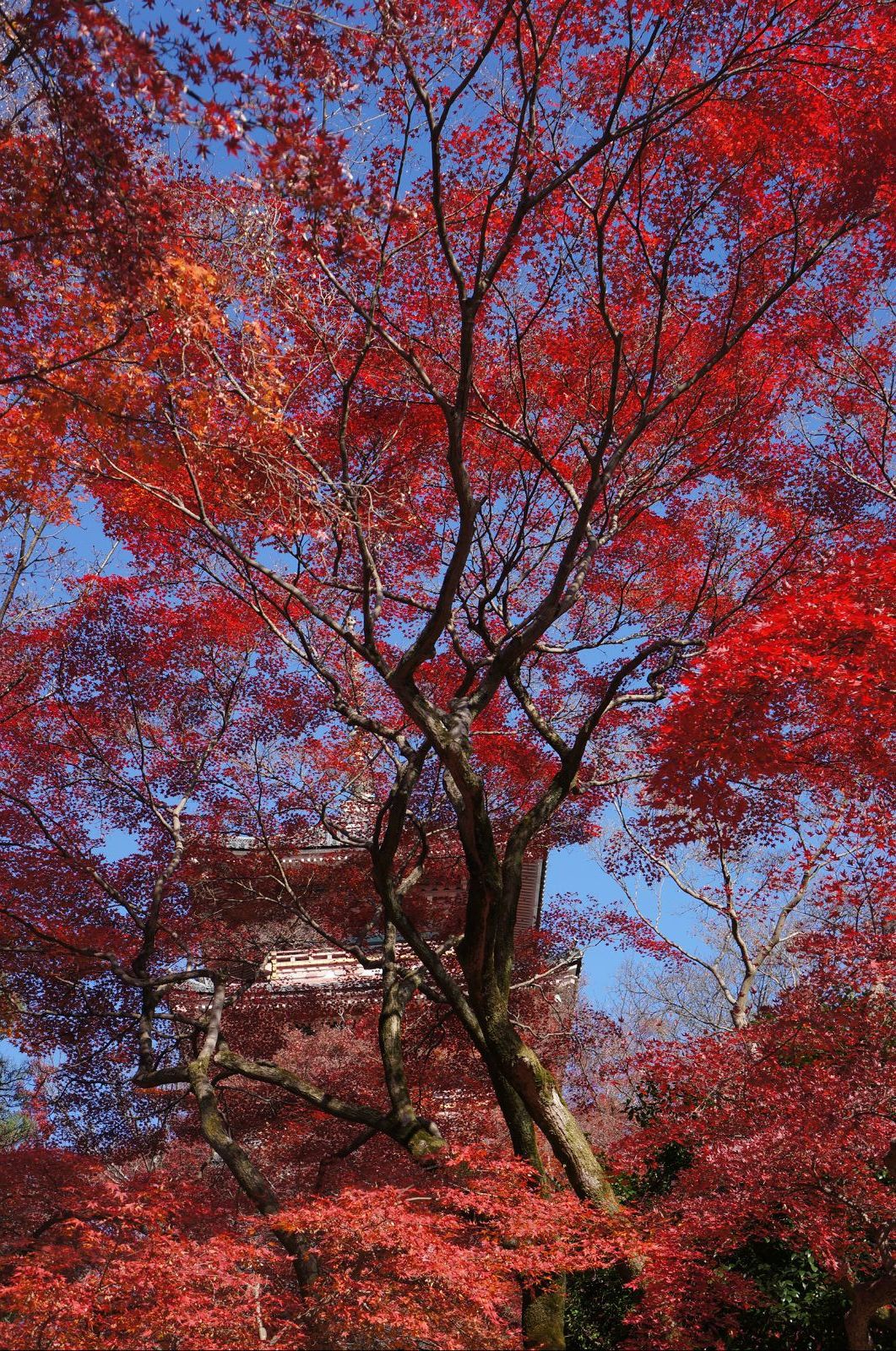 京都红叶狩图片