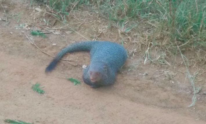 斯里兰卡游记6-亚拉国家公园-高跷钓鱼-加勒 -