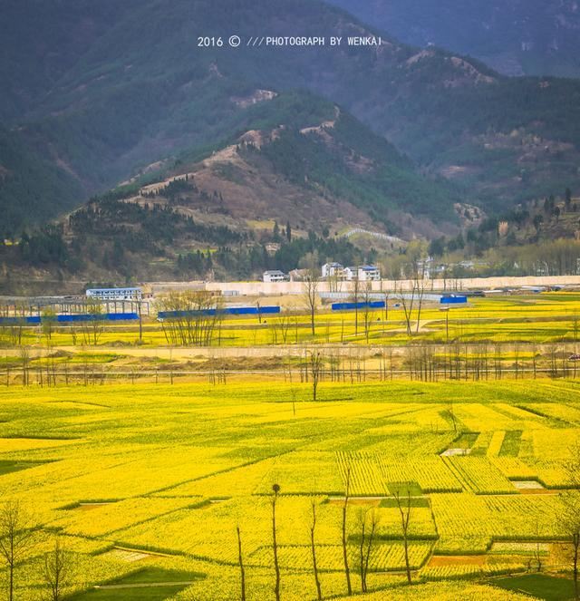 川北小江南 在油菜花盛开的羊木大坝里邂逅金色春天