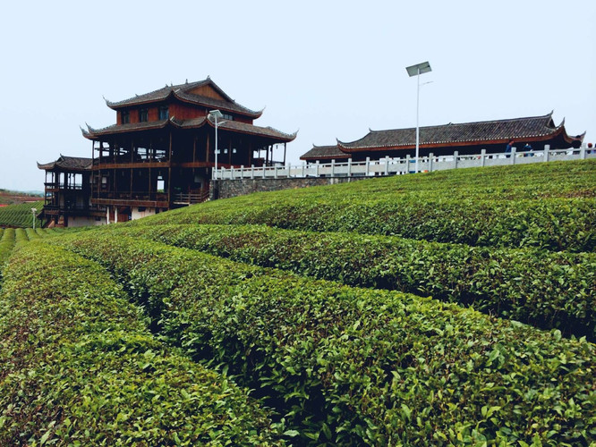                        去苗王城