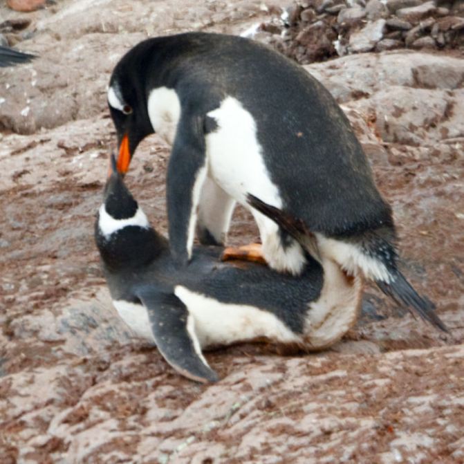 抓拍了企鹅从恋爱,交配,偷石子,筑巢,孵蛋等 一系列有趣的照片,揭示了