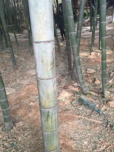 【携程攻略】余姚黄宗羲墓图片,余姚黄宗羲墓