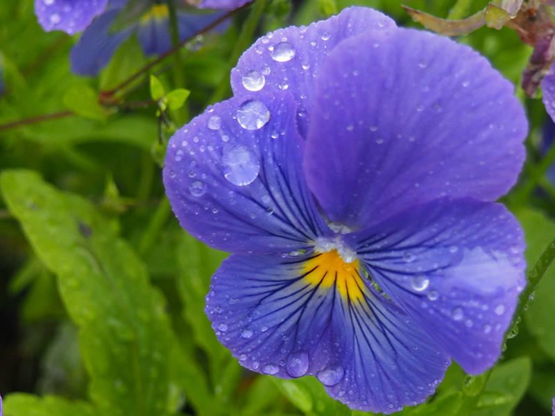 雨中的花朵.