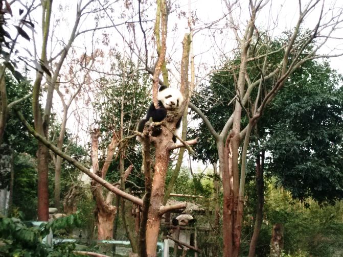 却话巴蜀雨雪时--重庆成都6日游 - 峨眉山游记攻