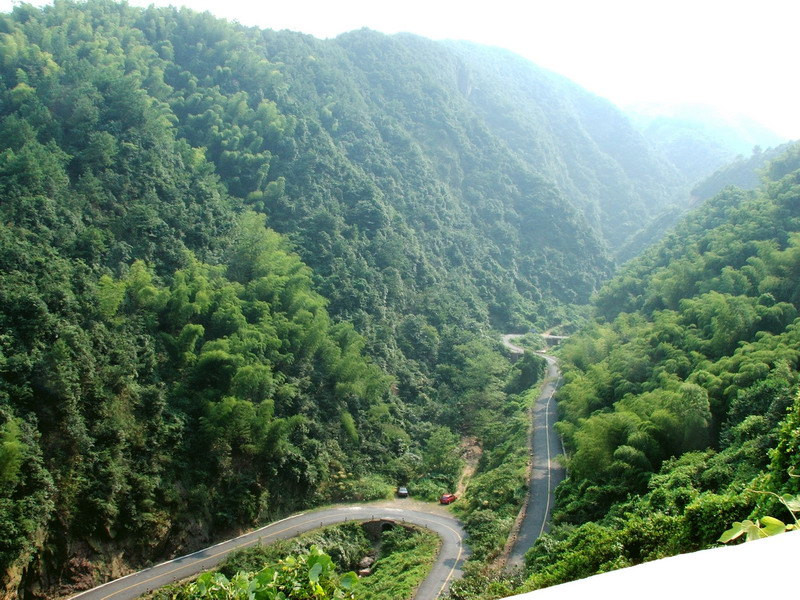 登上山顶,径山真是神木参天,估计与土壤肥沃,气候潮湿也有很大关系