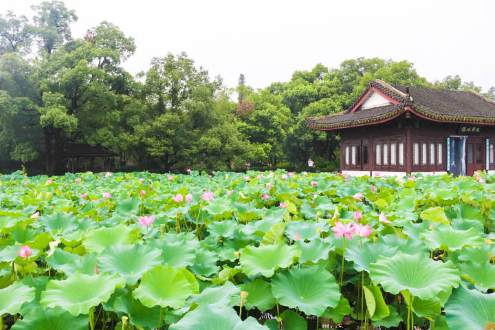 曲院风荷