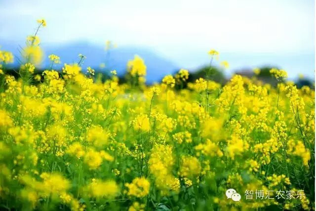 14:41 春天来了,花儿开了,深圳鹏城美丽乡村