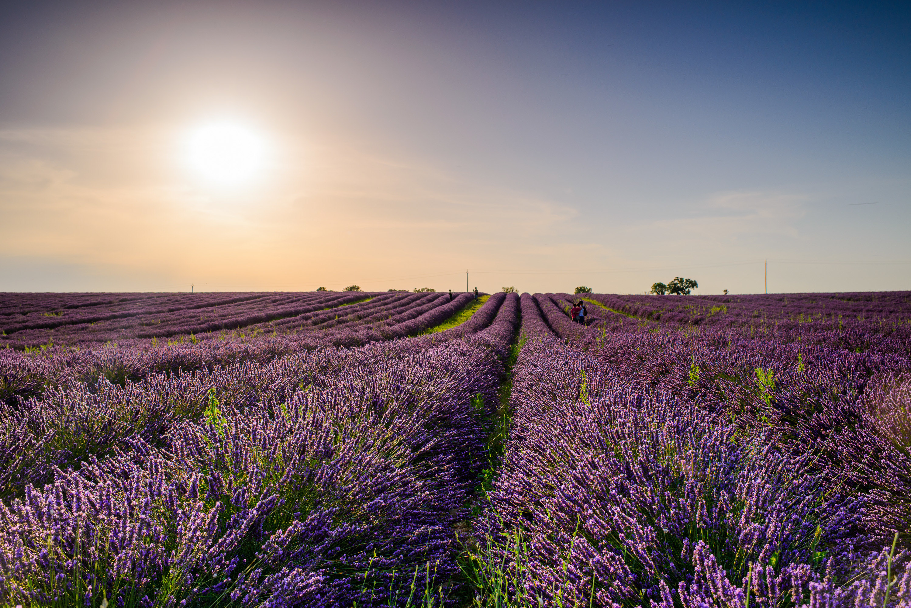 普罗旺斯gdp_普罗旺斯薰衣草(2)