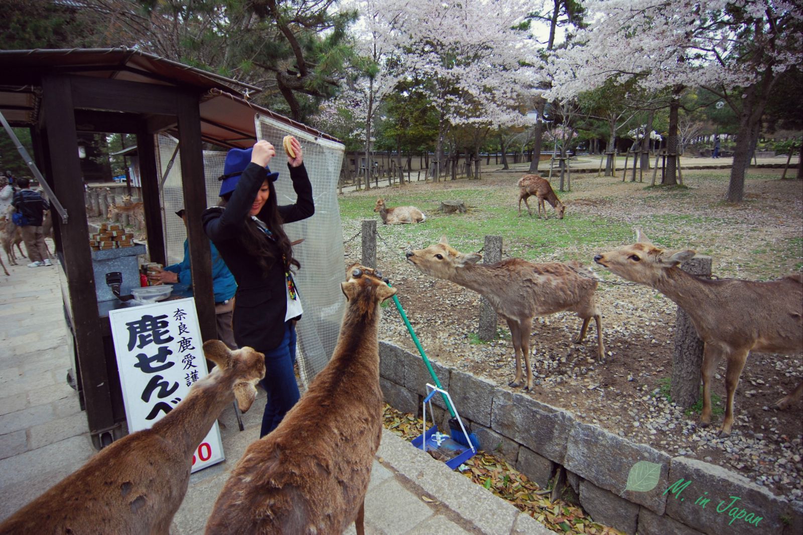 奈良公园