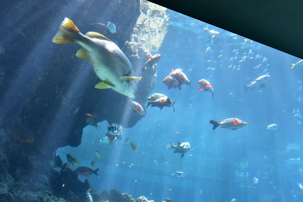 壁纸 动物 海底 海底世界 海洋馆 水族馆 鱼 鱼类 640