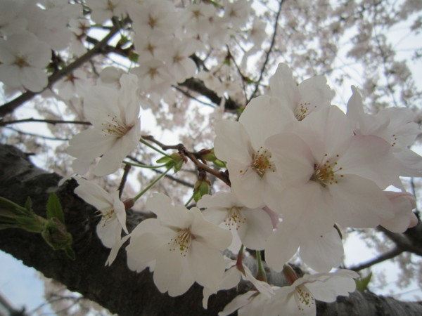 大阪-神户 樱花季节马上到了,日本关西之旅 - 神