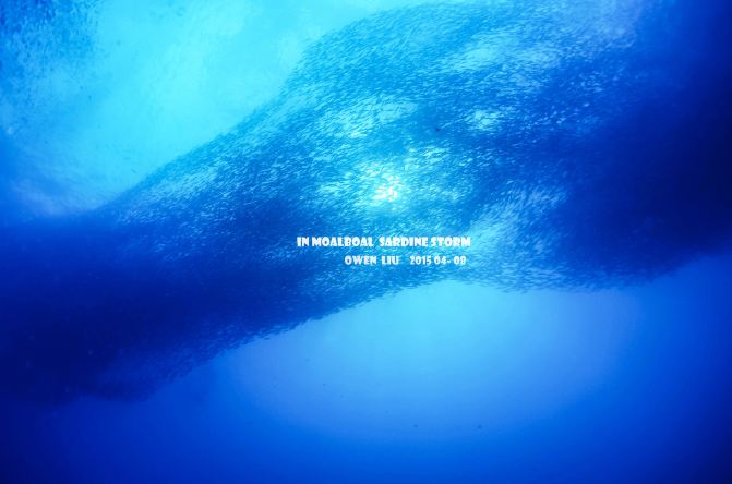 去【菲律宾墨宝】看最美沙丁鱼风暴 - 菲律宾游