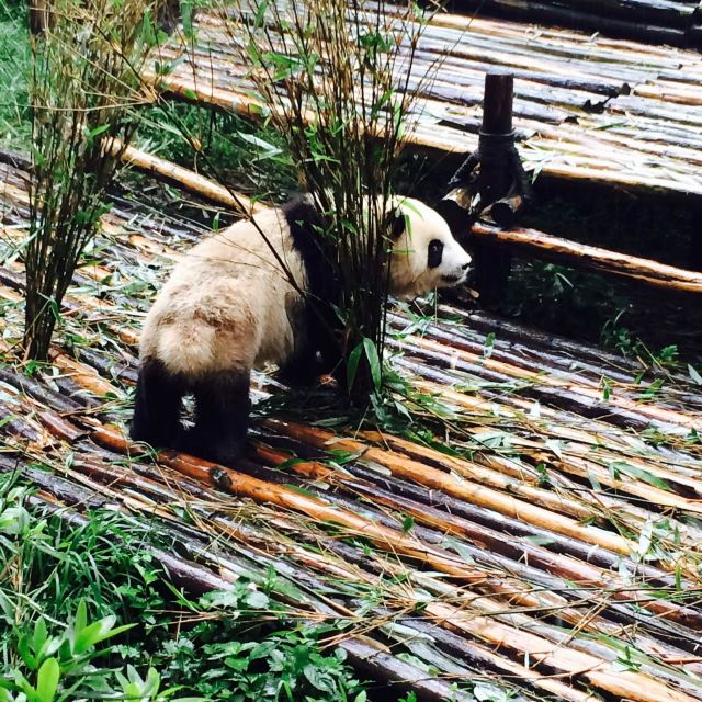 这只是幼年的 成都大熊猫繁育研究基地