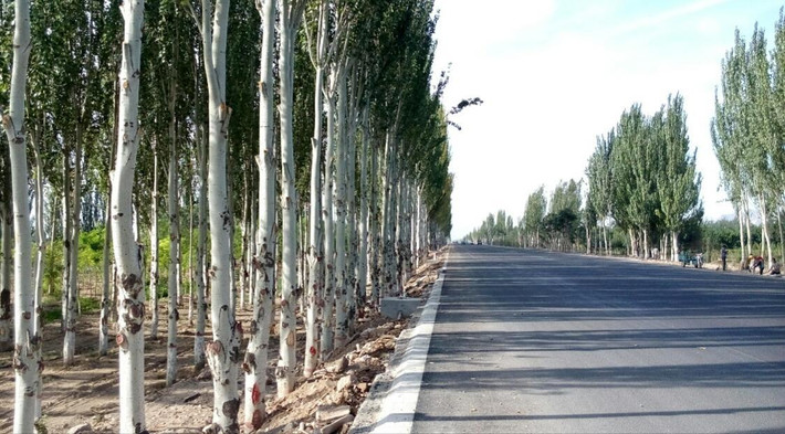 银川路旁多植此树