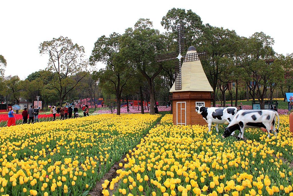 行摄上海大宁灵石公园郁金香花博会