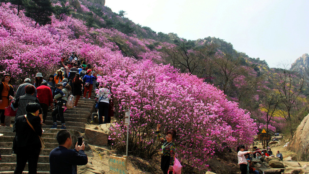 青岛大珠山杜鹃花正在盛开怒放之中