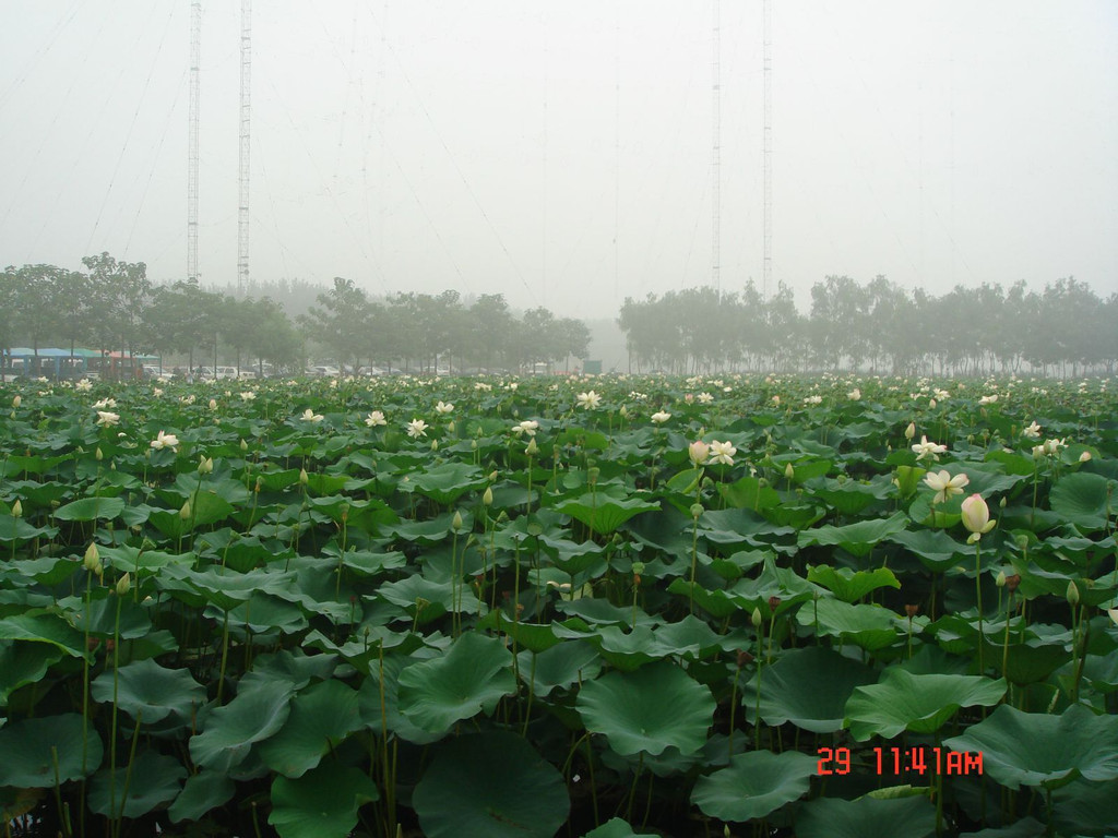 顺义区.蟹岛.