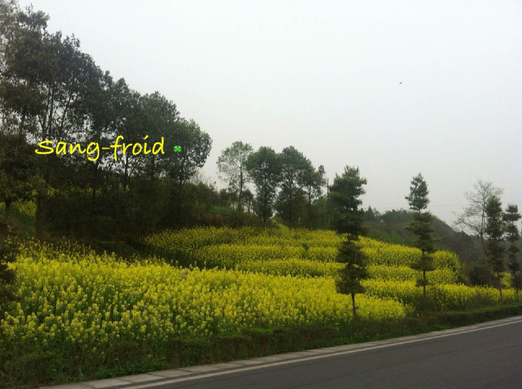 中国最美乡村公路--崇州重庆路