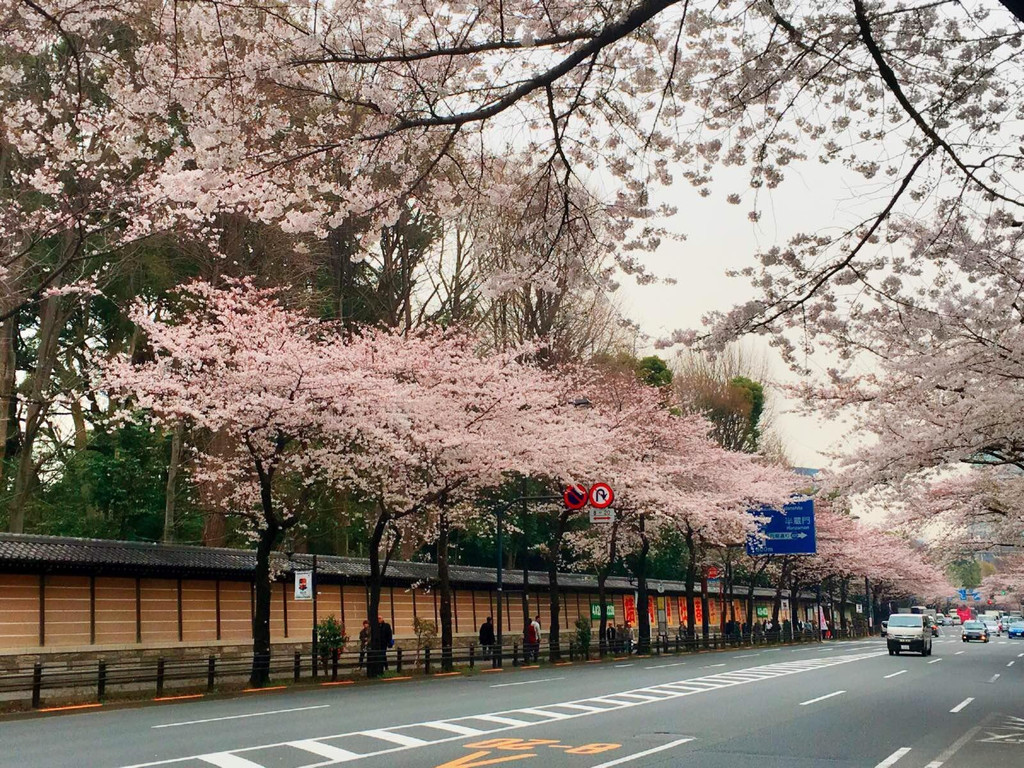 靖国神社外的樱花大道,延绵好几公里,整个都被这浪漫的粉白色所覆盖