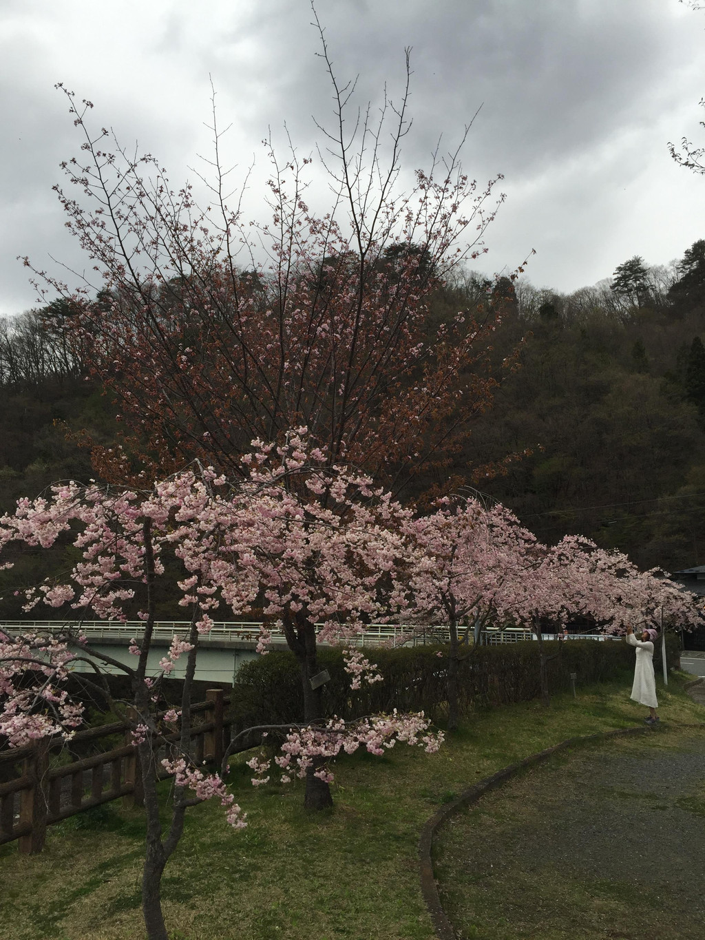 自驾游世界之日本中部名古屋-下吕-高山-上高地-松本-富士山 5日樱花