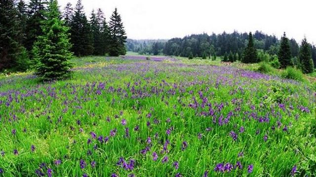 高山花园门票,长白山池西高山花园攻略/地址/图片