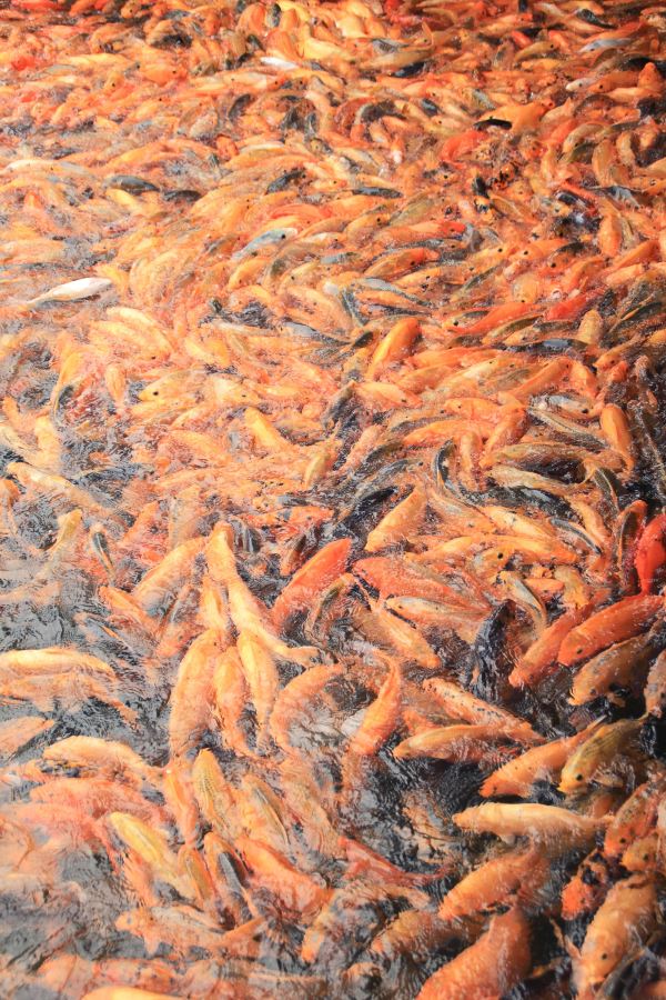 千岛湖自驾油导航导哪里