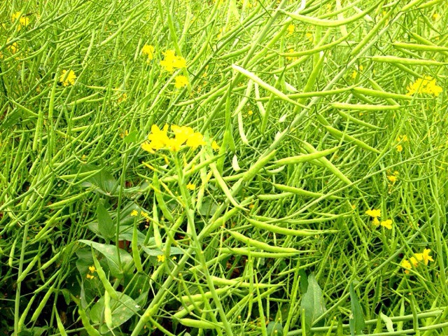 现在很多城里人对农作物的生长非常陌生了,油菜花
