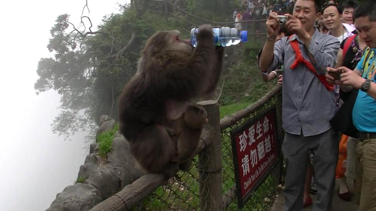 接引殿到雷洞坪之间的生态猴区,猴子最爱脉动. 峨眉山