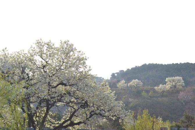 老树梨花,蓟县寻芳。-- 天津蓟县快乐家庭旅行