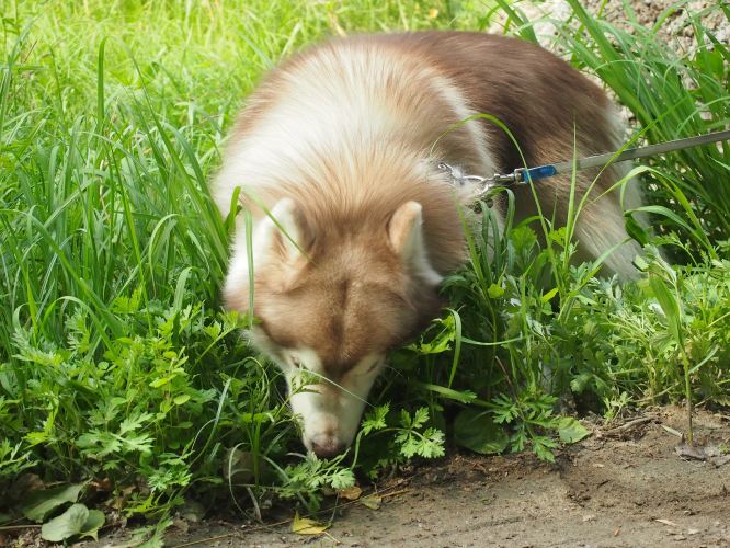                    狗狗啃草中