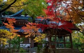 京都长乐寺天气预报,历史气温,旅游指数,长乐寺