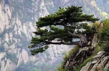 接引松