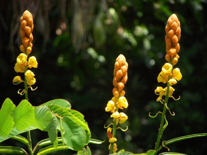 携程5日游带双休游玩马来西亚沙巴沙捞越游记