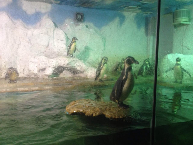 海底世界是集科普教育、觀賞娛樂為一體,以展示海洋生物為主的大型綜合性博覽館。建築面積約1.3萬平方米,占地面積約31畝。可以欣賞到各種美麗的海洋生物,領略到東方夏威夷的風光。是集科普教育、觀賞娛樂為一體。坐落在歷史名城山海關與旅游勝地北戴河之間。東距山海關10公里,西臨北戴河5公里,地理位置優越,交通便利。自駕車游客從高速公路北戴河出口或秦皇島西出口下路後,直奔沿海公路即可到達。秦皇島火車站有公交車可直達景區。 水族館飼養著來自世界各地的海洋動物200多種,共10,000多艉(頭),其中有大量國家一級、二