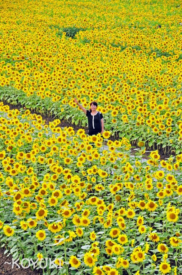 浪漫花之海 感动无极限(七 北海道花海之向日葵花田
