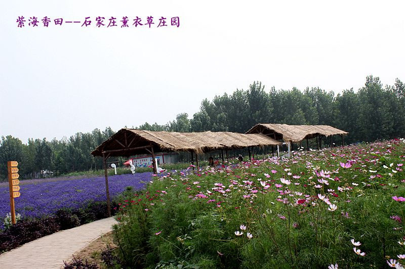 醉在花的海洋--紫海香田薰衣草庄园 - 石家庄游记攻略