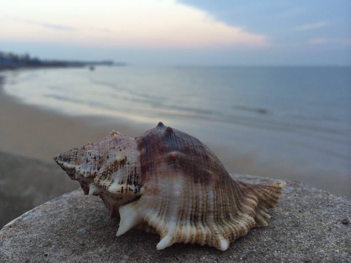 夏日沙滩上阳光照射的海螺高清摄影大图-千库网