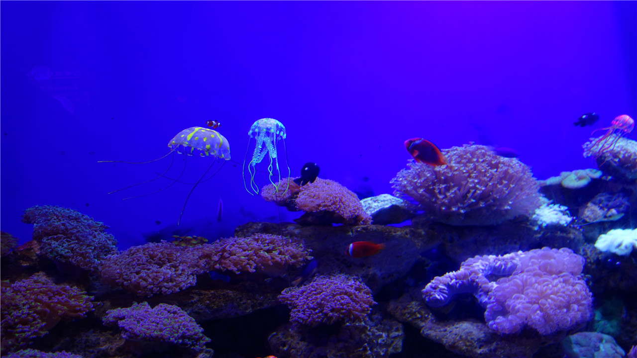 壁纸海底海底世界海洋馆水族馆桌面1280_720