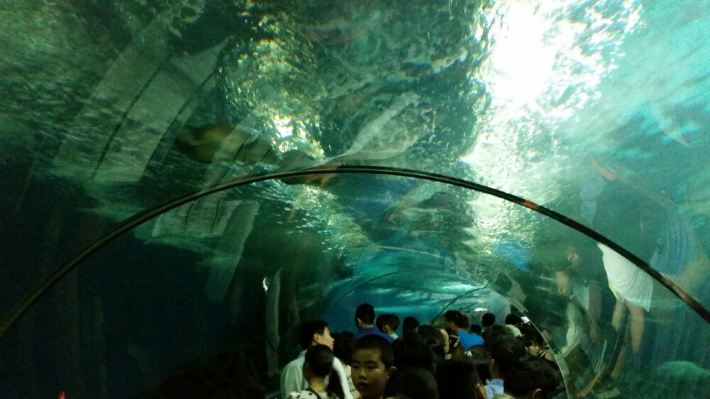 上海海洋水族馆