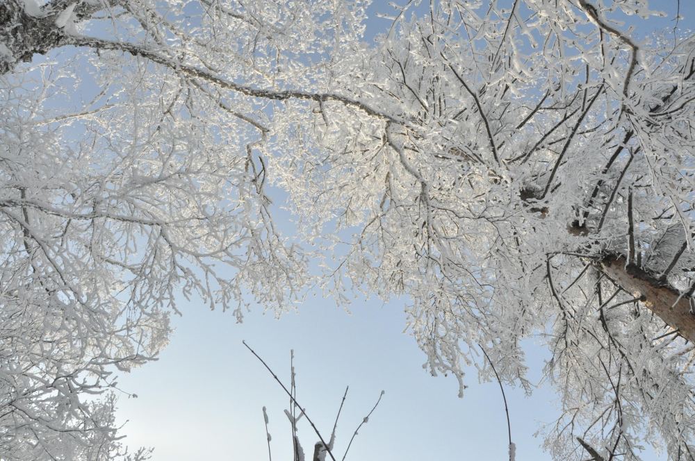 哈尔滨原生态东升林场1日游,美食、雪景玩个遍