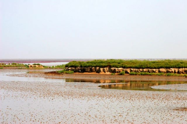 到辽宁盘锦看红海滩落潮,芦苇海观鹤,月牙湾湿地公园