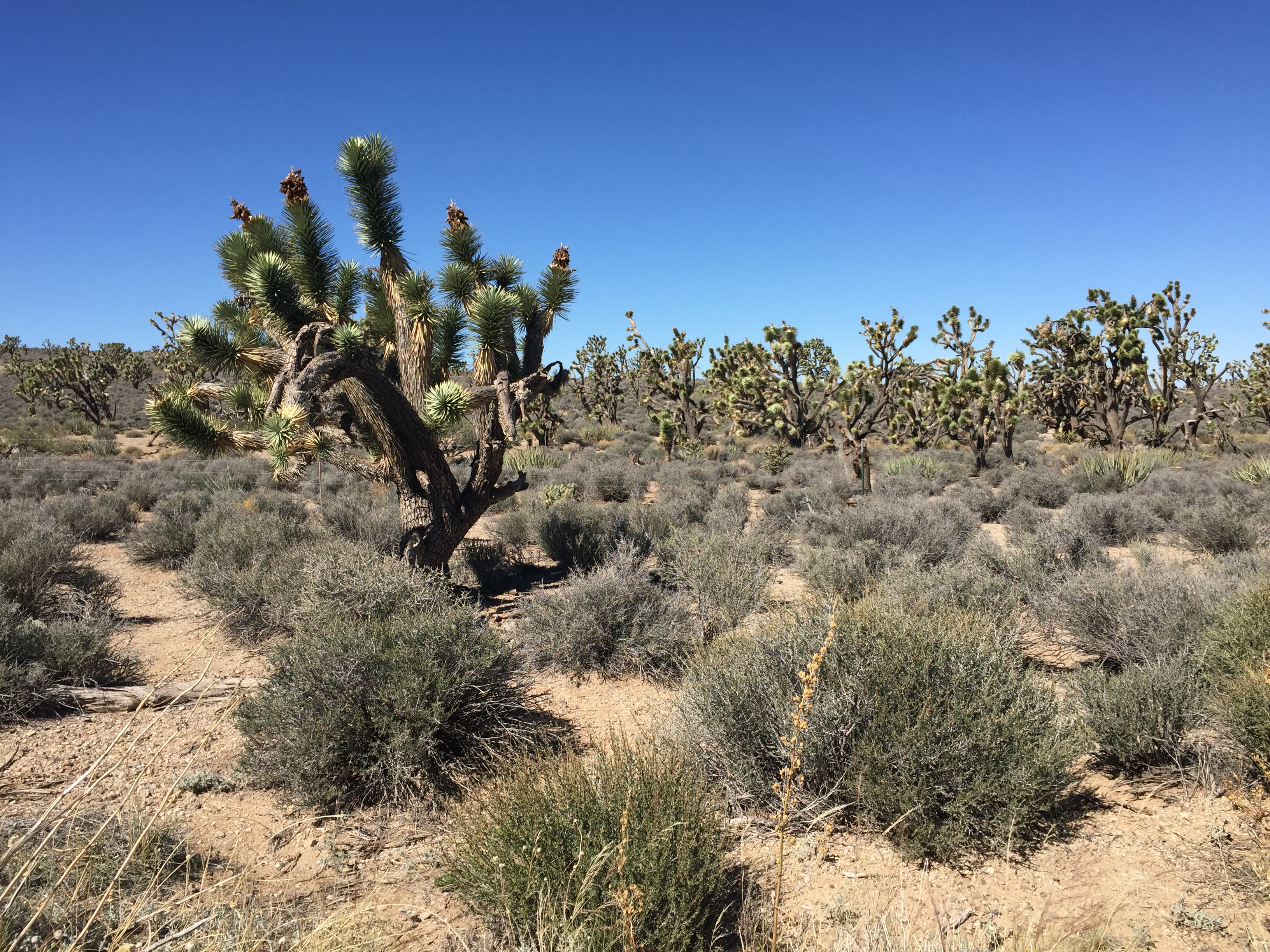 the joshua tree(约书亚树) 这里有仙人掌,还