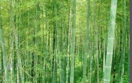 盘县大洞竹海天气预报,历史气温,旅游指数,大洞