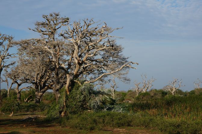 亲子游斯里兰卡8日7晚自由行实用攻略 - 斯里兰