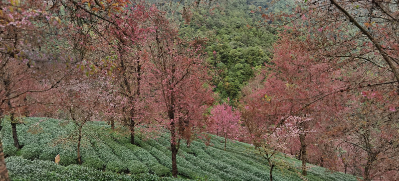 昆明旅游网