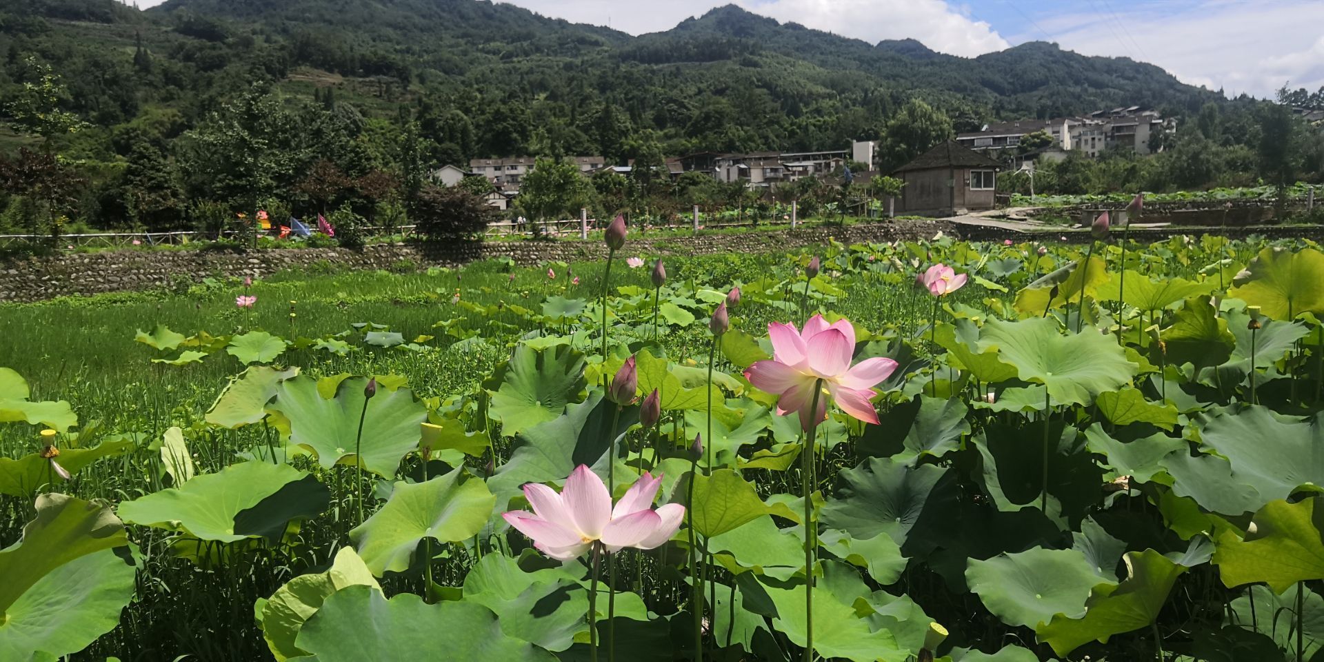 鹿鸣荷畔