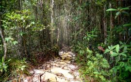 新加坡武吉知马天然保护区天气预报 历史气温 旅游指数 武吉知马天然保护区一周天气预报 携程攻略