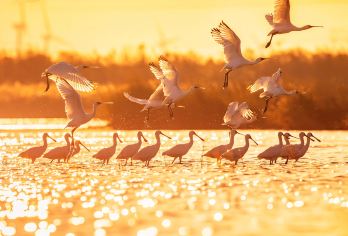 中国江苏东台黄海森林+条子泥景+安丰古街+东台西溪景区一日游【美味餐食：黄海小海鲜；品质保障：精选专业地接导游服务，耐心解说、贴心细致服务 GPS安全空调旅游巴士】