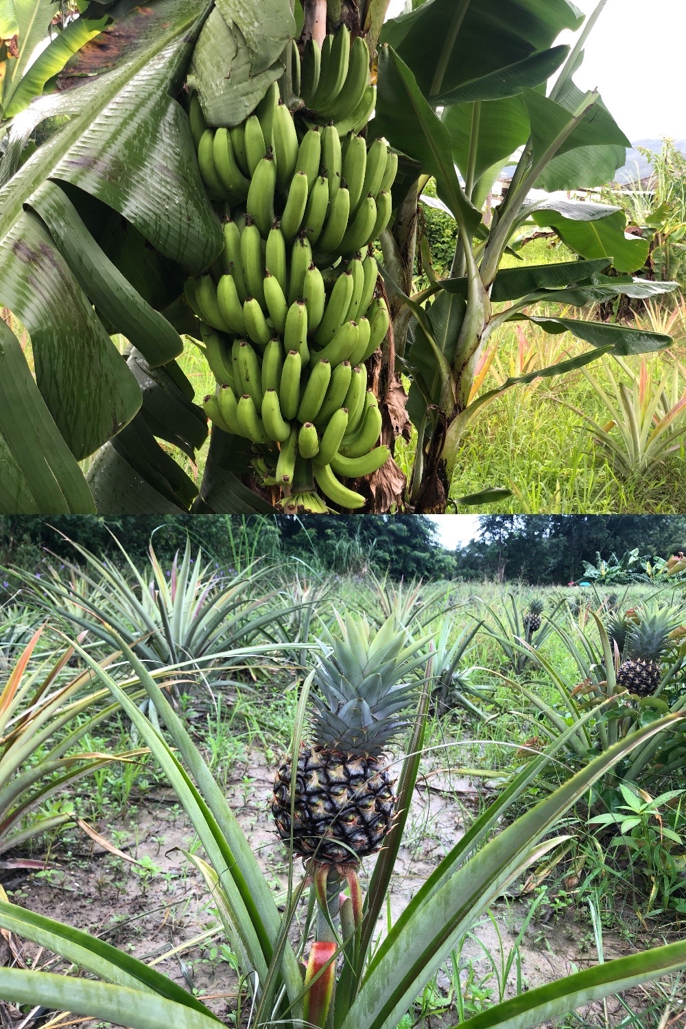 中国科学院西双版纳热带植物园(...