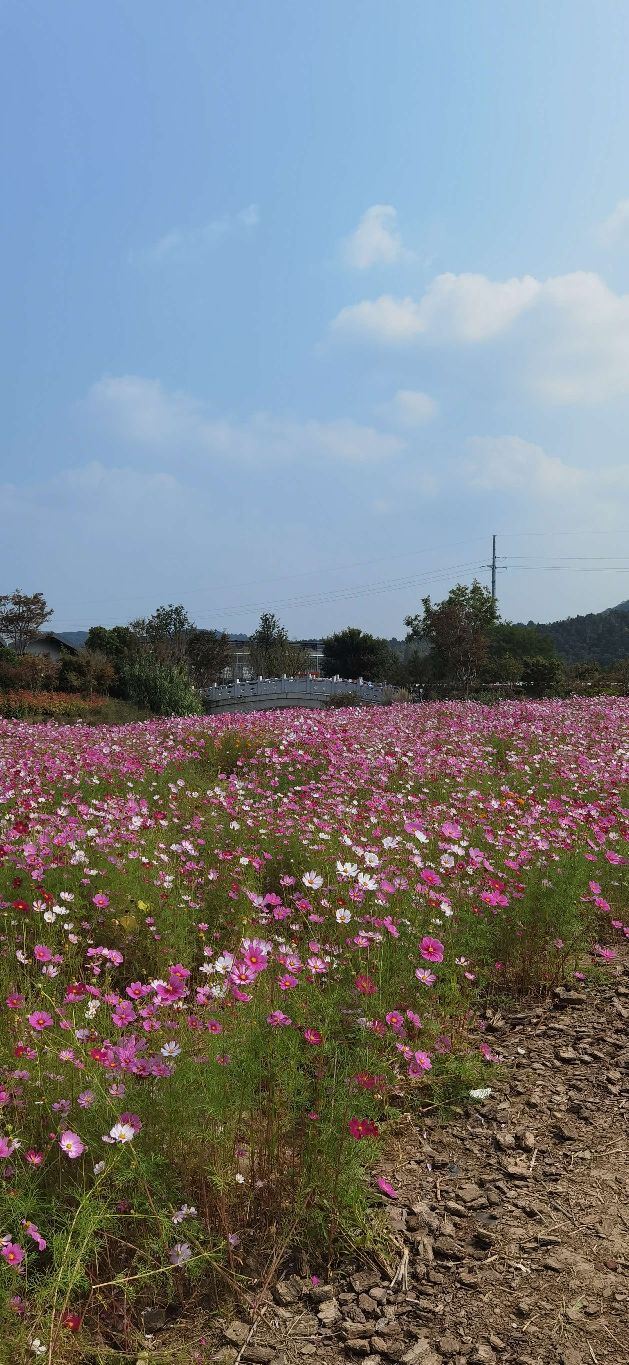 無錫九龍灣花彩小鎮攻略,無錫九龍灣花彩小鎮門票/遊玩攻略/地址/圖片